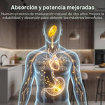 Ajo Añejado Orgánico Inodoro